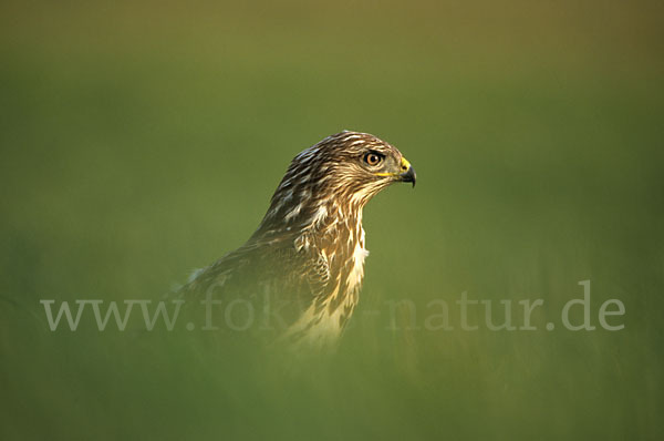 Mäusebussard (Buteo buteo)