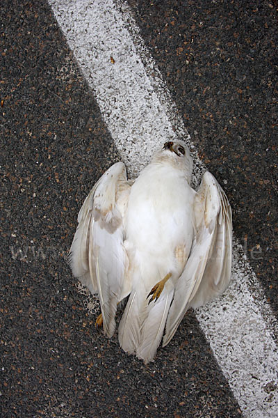 Mäusebussard (Buteo buteo)