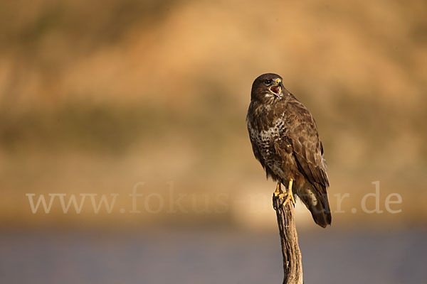 Mäusebussard (Buteo buteo)