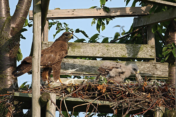 Mäusebussard (Buteo buteo)