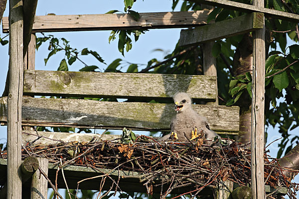 Mäusebussard (Buteo buteo)