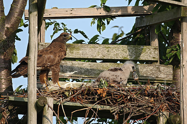 Mäusebussard (Buteo buteo)