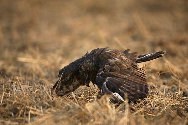 Mäusebussard (Buteo buteo)