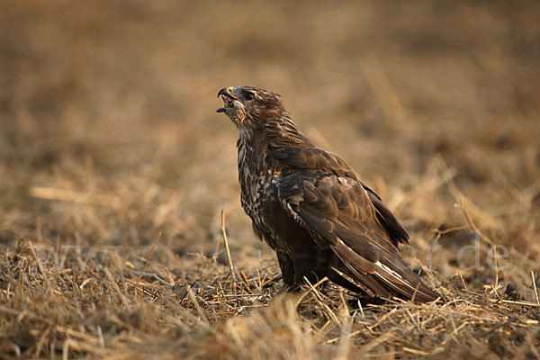 Mäusebussard (Buteo buteo)