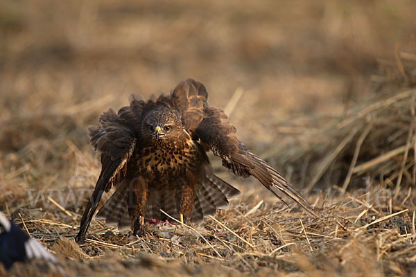 Mäusebussard (Buteo buteo)