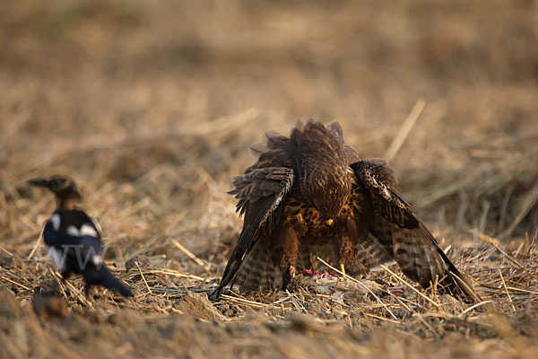 Mäusebussard (Buteo buteo)