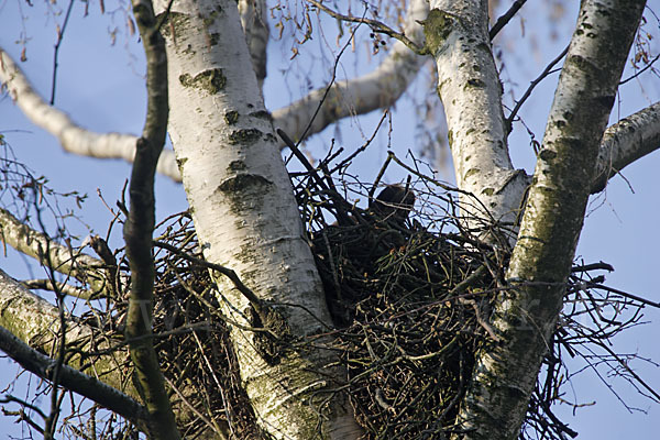 Mäusebussard (Buteo buteo)