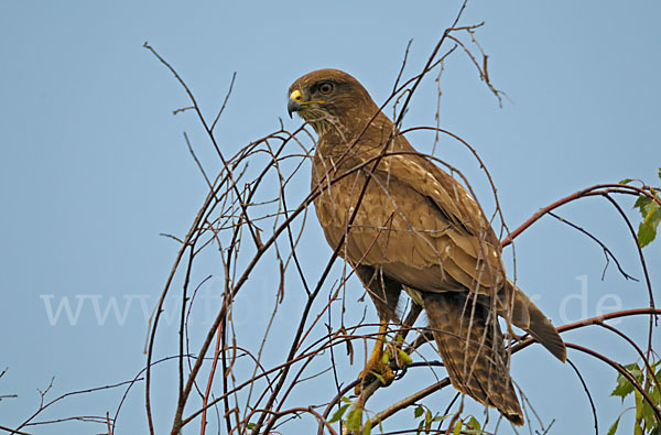 Mäusebussard (Buteo buteo)