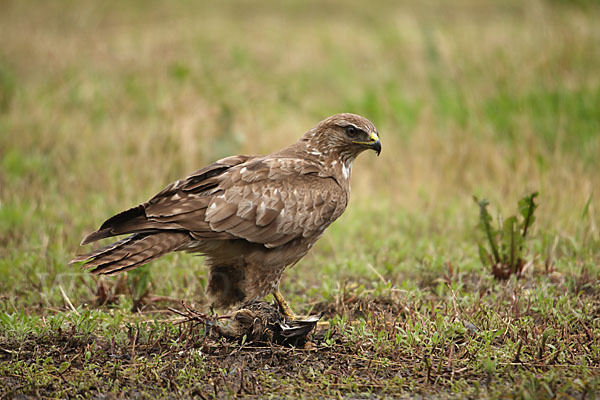 Mäusebussard (Buteo buteo)