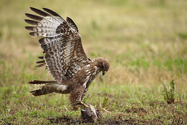 Mäusebussard (Buteo buteo)