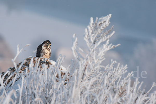 Mäusebussard (Buteo buteo)