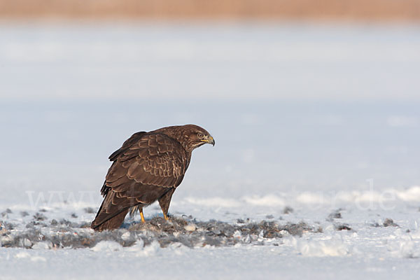 Mäusebussard (Buteo buteo)