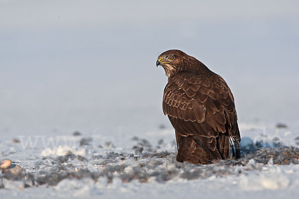 Mäusebussard (Buteo buteo)