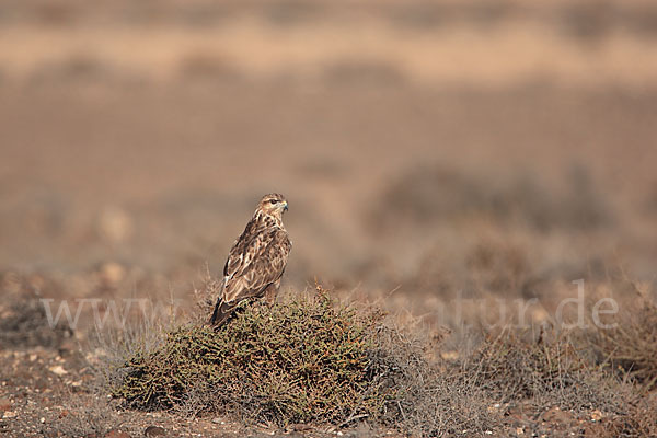 Mäusebussard (Buteo buteo)