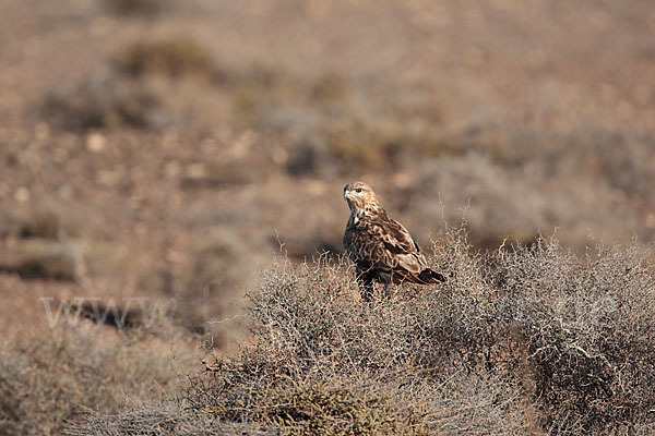 Mäusebussard (Buteo buteo)