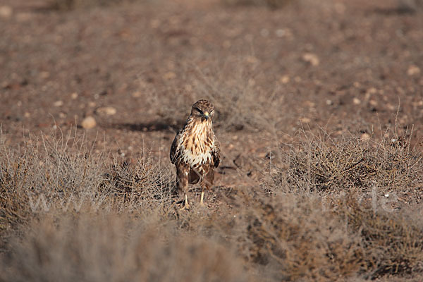 Mäusebussard (Buteo buteo)