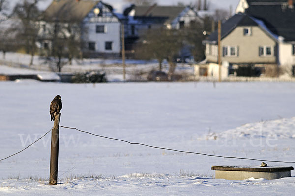 Mäusebussard (Buteo buteo)