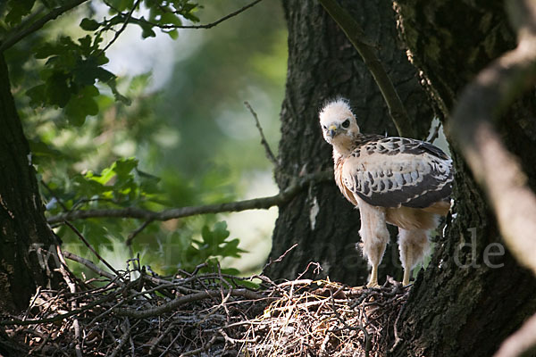 Mäusebussard (Buteo buteo)