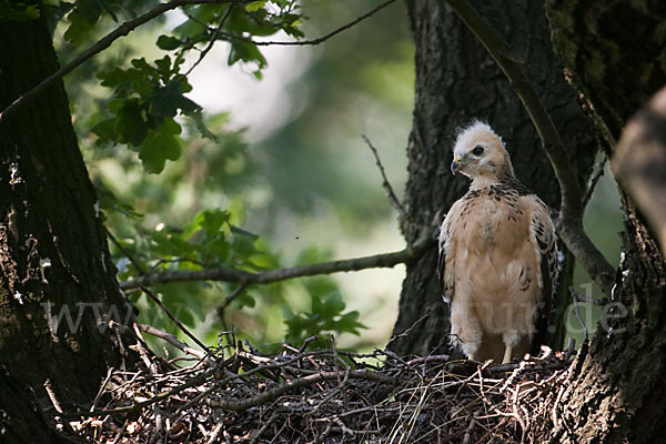 Mäusebussard (Buteo buteo)