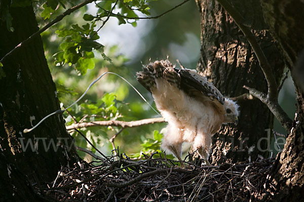 Mäusebussard (Buteo buteo)