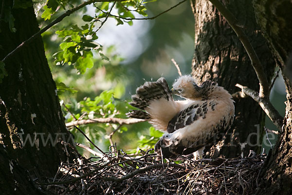 Mäusebussard (Buteo buteo)