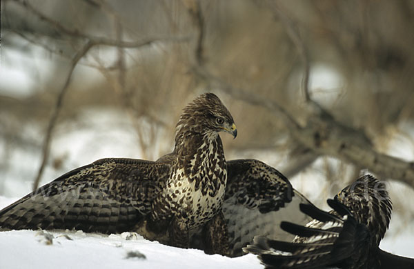 Mäusebussard (Buteo buteo)