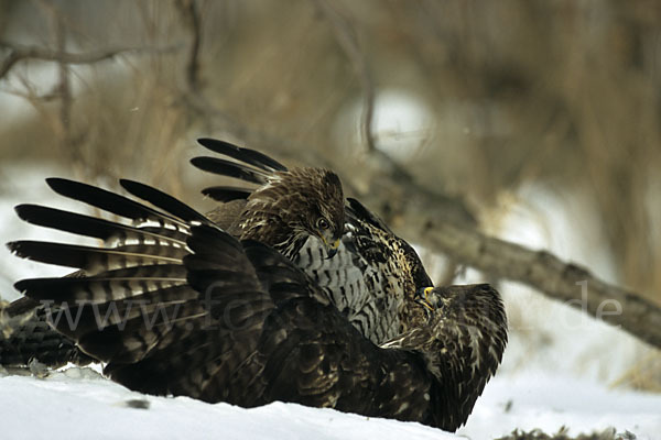 Mäusebussard (Buteo buteo)