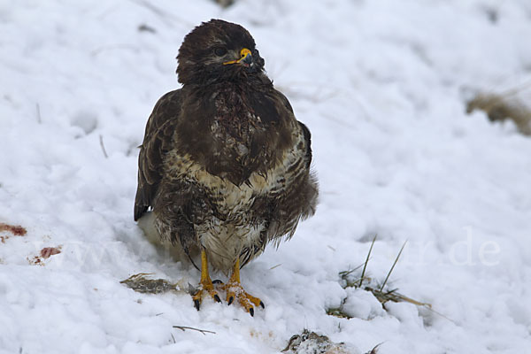 Mäusebussard (Buteo buteo)