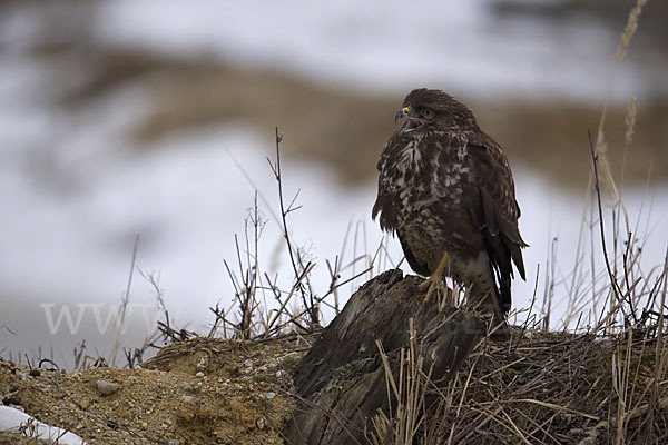 Mäusebussard (Buteo buteo)