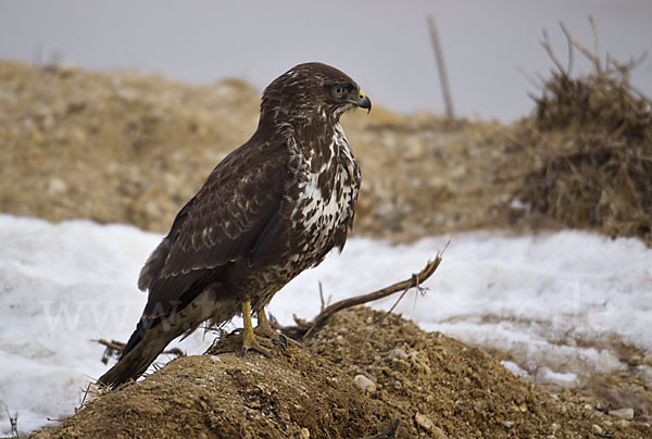 Mäusebussard (Buteo buteo)