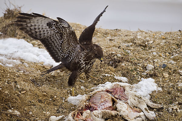 Mäusebussard (Buteo buteo)