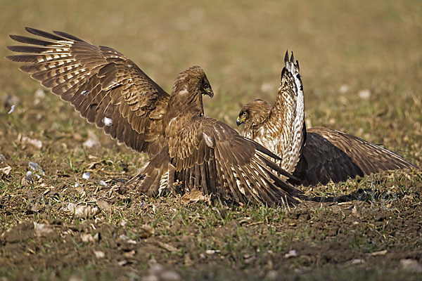 Mäusebussard (Buteo buteo)