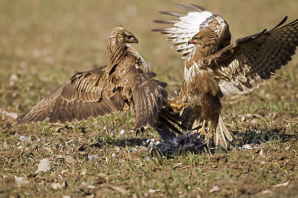 Mäusebussard (Buteo buteo)