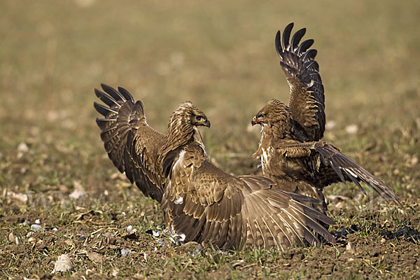 Mäusebussard (Buteo buteo)