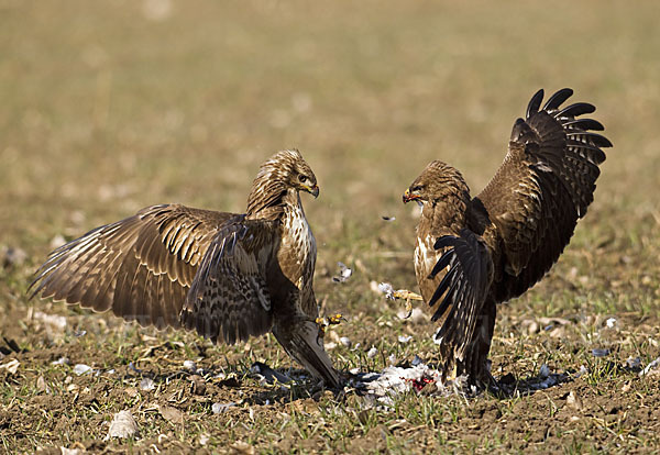 Mäusebussard (Buteo buteo)