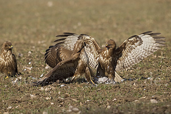 Mäusebussard (Buteo buteo)