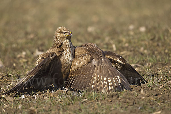 Mäusebussard (Buteo buteo)