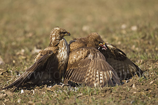 Mäusebussard (Buteo buteo)