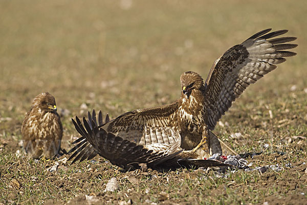 Mäusebussard (Buteo buteo)