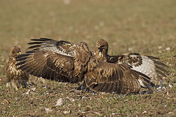 Mäusebussard (Buteo buteo)