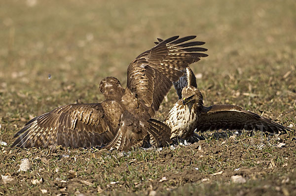 Mäusebussard (Buteo buteo)