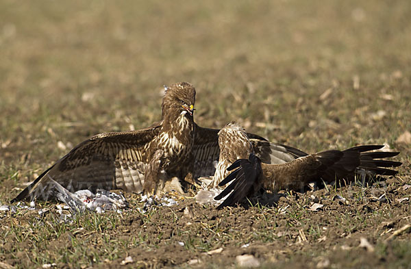 Mäusebussard (Buteo buteo)