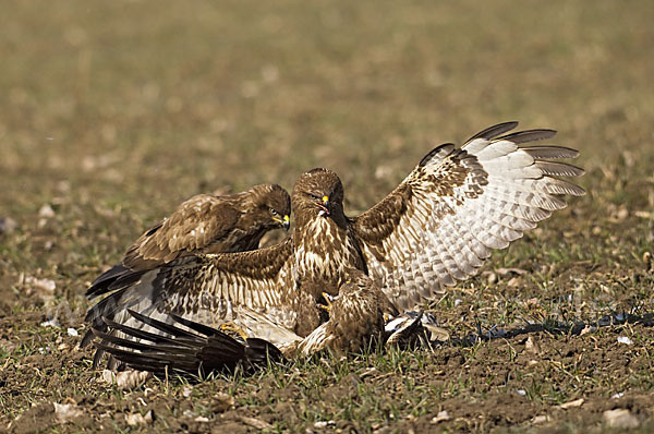 Mäusebussard (Buteo buteo)