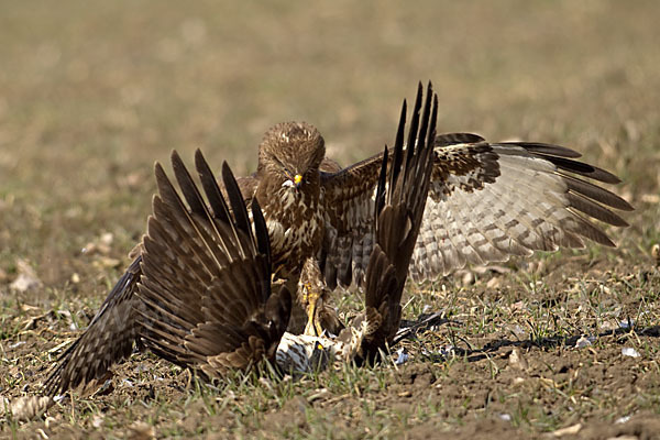 Mäusebussard (Buteo buteo)