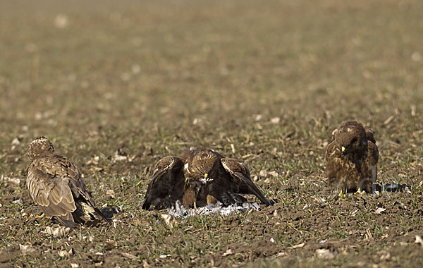 Mäusebussard (Buteo buteo)