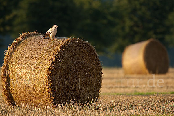 Mäusebussard (Buteo buteo)