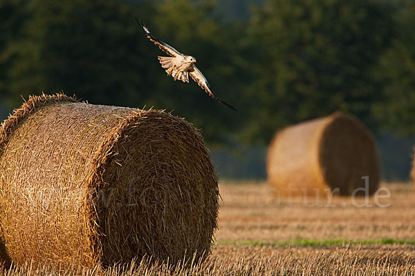 Mäusebussard (Buteo buteo)