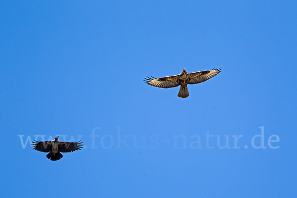 Mäusebussard (Buteo buteo)