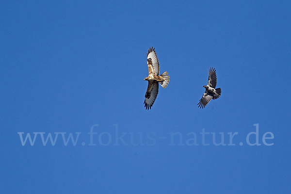 Mäusebussard (Buteo buteo)