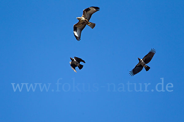 Mäusebussard (Buteo buteo)